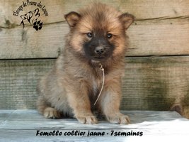 chiot eurasier
