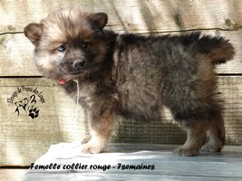 chiot eurasier