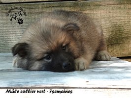 chiot eurasier