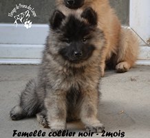 chiot eurasier