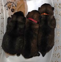 chiot eurasier