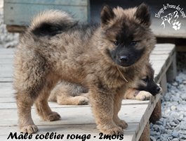 chiot eurasier