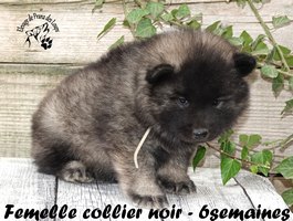 chiot eurasier