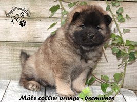 chiot eurasier