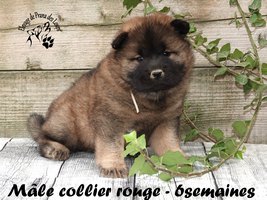 chiot eurasier