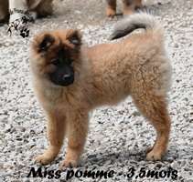 chiot eurasier