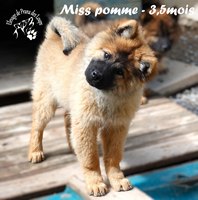chiot eurasier