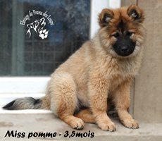 chiot eurasier