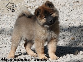chiot eurasier