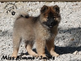chiot eurasier