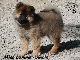 chiot eurasier