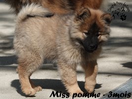 chiot eurasier