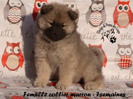 Chiot femelle