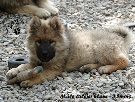 chiot eurasier