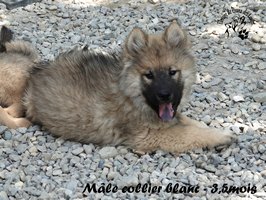 chiot eurasier