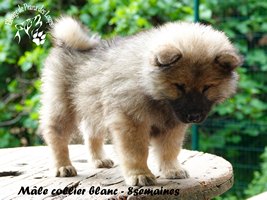 chiot eurasier
