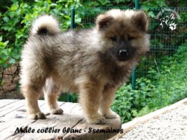 chiot eurasier