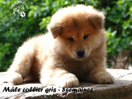 chiot eurasier