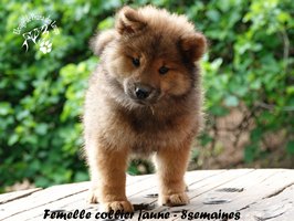chiot eurasier