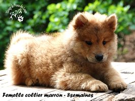 chiot eurasier