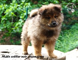 chiot eurasier