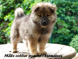chiot eurasier