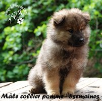 chiot eurasier