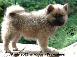 chiot eurasier