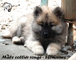 chiot eurasier