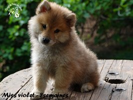 chiot eurasier