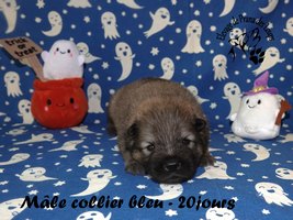 chiot eurasier