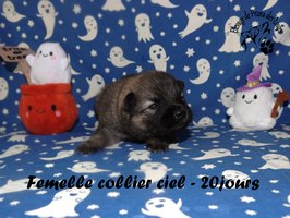 chiot eurasier