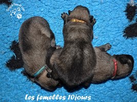 chiot eurasier