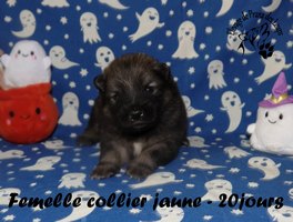 chiot eurasier