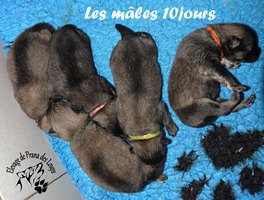 chiot eurasier