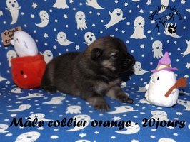 chiot eurasier