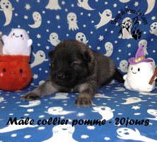 chiot eurasier