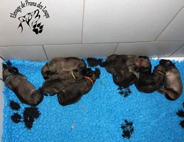 chiot eurasier
