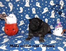 chiot eurasier