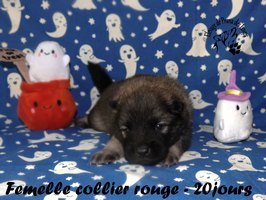 chiot eurasier