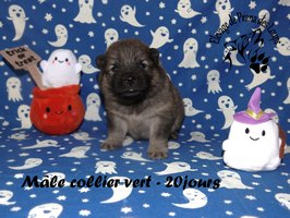 chiot eurasier