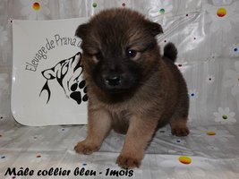 chiot eurasier