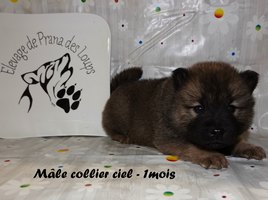 chiot eurasier