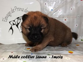 chiot eurasier