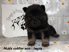 chiot eurasier