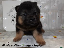 chiot eurasier