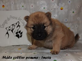 chiot eurasier