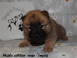 chiot eurasier