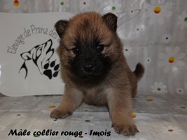 chiot eurasier