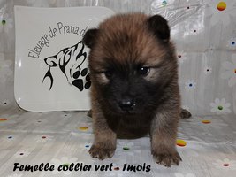 chiot eurasier